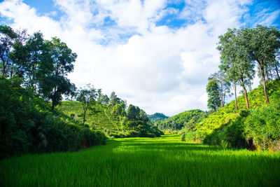 Scenic view of field against sky