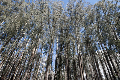 Low angle view of trees in forest