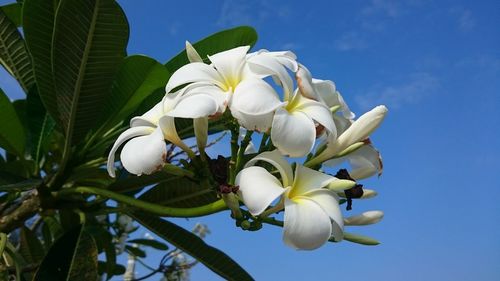 Close-up of white flowering plant against blue sky