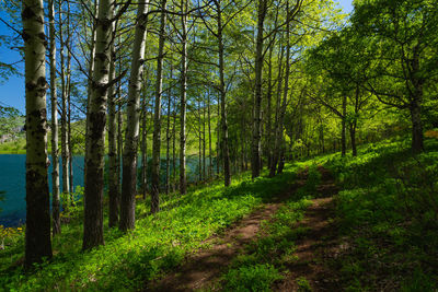 Footpath amidst trees in forest