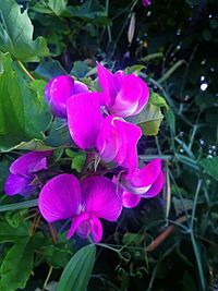 Close-up of flowers blooming outdoors