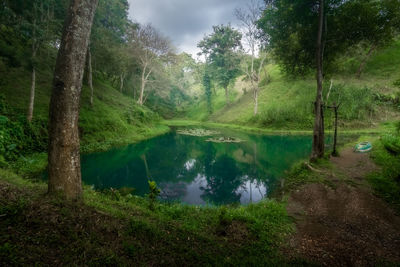 Scenic view of lake amidst trees in forest