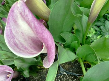 Close-up of pink flowers