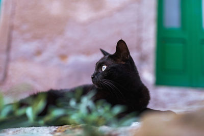 Close-up of a cat looking away