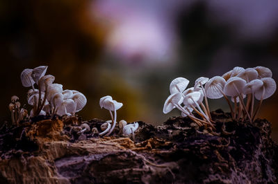 Close-up of white flowering plants