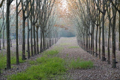 Footpath amidst trees in forest