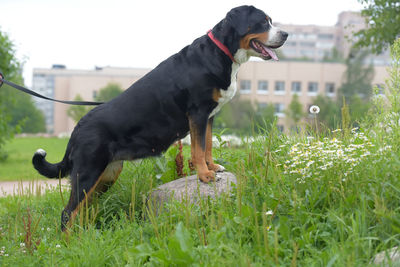 Dog standing on field