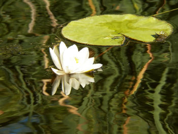 Close-up of lotus water lily in lake