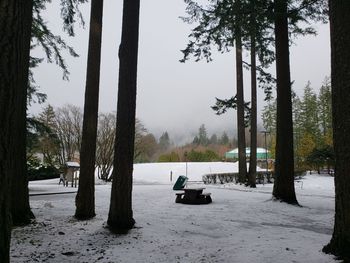 Trees on field during winter