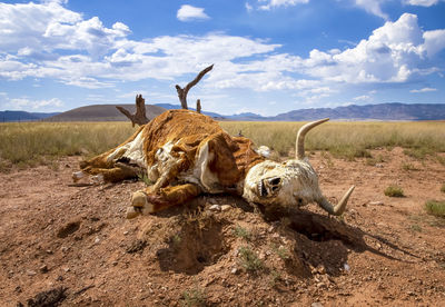 View of giraffe on land