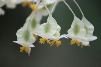 Close-up of flowers against blurred background