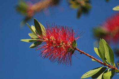 Big red flowers of a bottlebrush tree