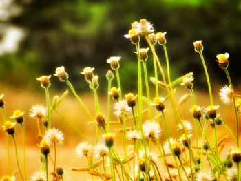 Close-up of yellow flowers blooming in field