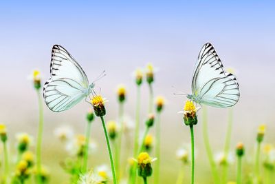 Close-up of butterfly pollinating on flower