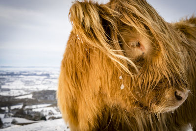 Close-up of horse against sky