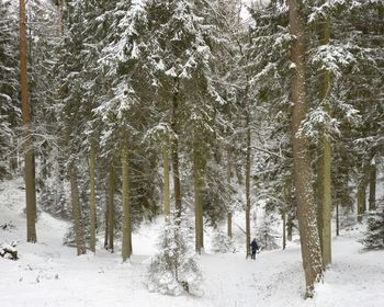 Trees on snow covered land