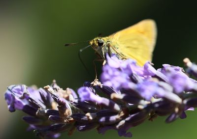 Close-up of butterfly pollinating on purple flower