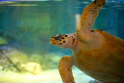 Close-up of turtle swimming in sea