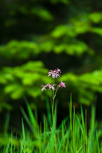 Close-up of insect on flower