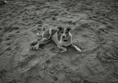 High angle view of dog on beach