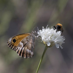 Butterfly macaone lepidottero pailio macaone lepidottero and bee and flower 