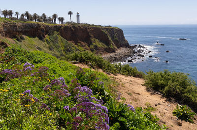 Point vicente lighthouse with flowers in the foreground