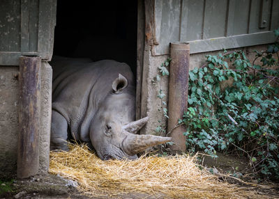 View of a rhinoceros laying in barn