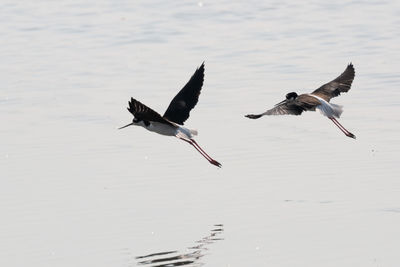 Birds - stilts - flying over lake