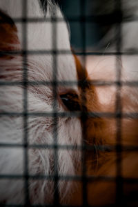 Close-up of a bird in cage