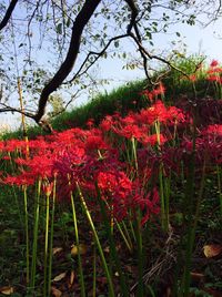 Red flower trees against sky