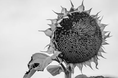Close-up of wilted sunflower against sky