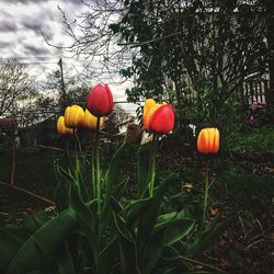 View of pumpkins on field against trees