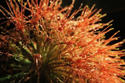 Close-up of flower tree