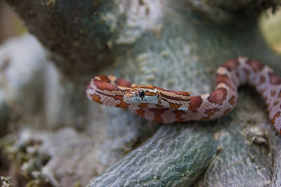 Close-up of lizard on rock