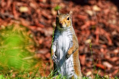 Squirrel on a tree