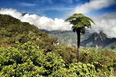 Trees growing on mountains against cloudy sky