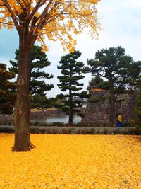 Trees in park