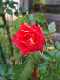 Close-up of red rose blooming outdoors