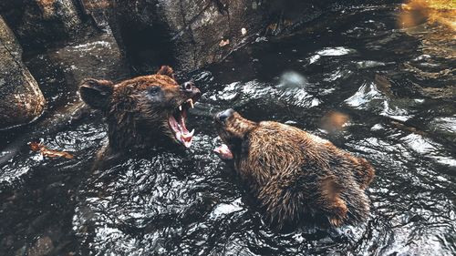 Bear fight 