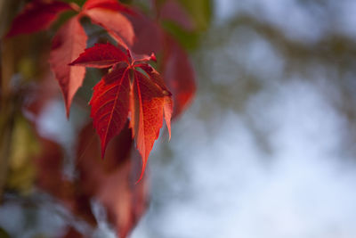 Close-up of red leaves