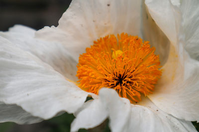 Close-up of white flower