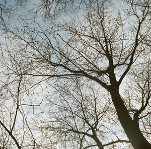 Low angle view of bare trees against sky