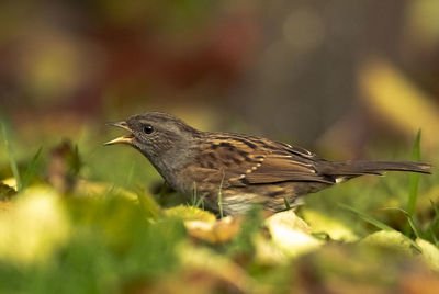 Close-up of a bird