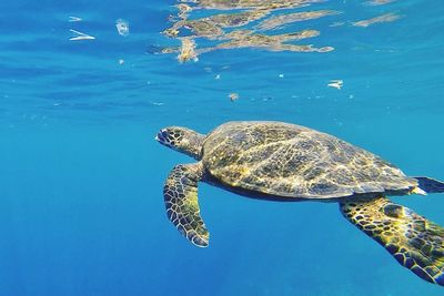 Sea turtle swimming undersea