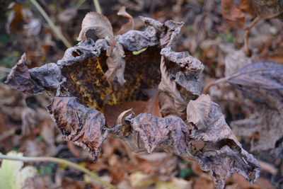 Close-up of dry leaf on plant