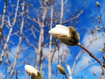 Low angle view of white flowering tree against sky