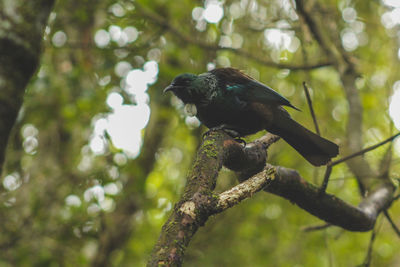 Low angle view of bird perching on branch