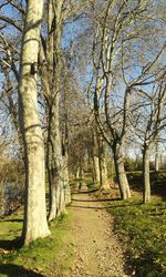 Narrow pathway along trees