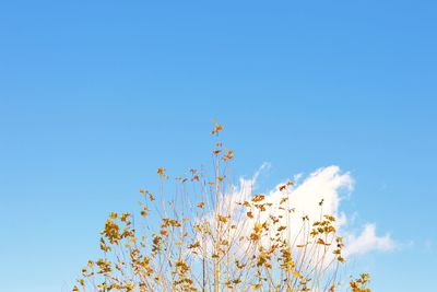 Low angle view of plant against blue sky