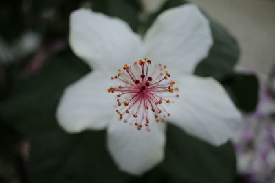 Close-up of flower blooming outdoors